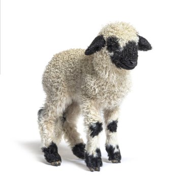 Güzel Lamb Valais Blacknose koyunu üç haftalık
