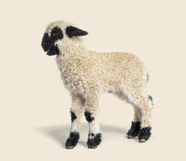 Güzel bir kuzunun profili Valais Blacknose koyunu, üç haftalık, bej rengi.