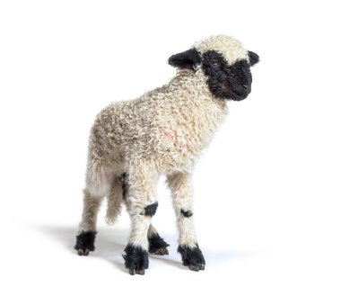 Valais Blacknose (Almanca: Walliser Schwarznasenscthe), Valais kökenli bir evcil koyun türüdür.