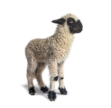 Valais Blacknose (Almanca: Walliser Schwarznasenscthe), Valais kökenli bir evcil koyun türüdür.