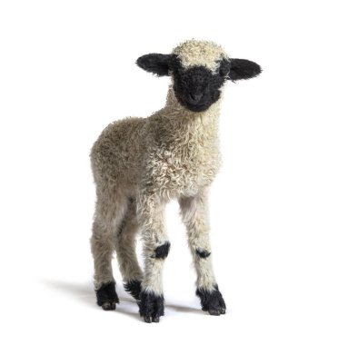 Valais Blacknose (Almanca: Walliser Schwarznasenscthe), Valais kökenli bir evcil koyun türüdür.