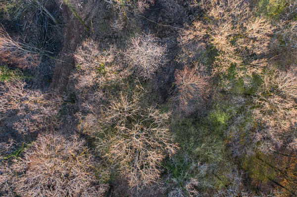 Vista Superior Floresta Árvores Caducas Início Primavera — Fotografia de Stock