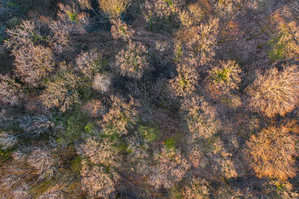 Vista Superior Floresta Árvores Caducas Início Primavera — Fotografia de Stock