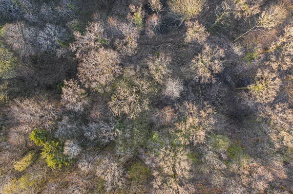 Top View Deciduous Tree Forest Beginning Spring — Stock Photo, Image