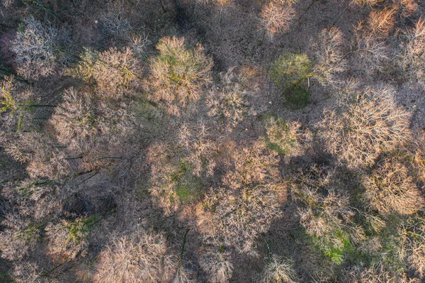 Top View Deciduous Tree Forest Beginning Spring — Stock Photo, Image