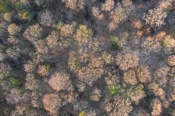 Vista Superior Floresta Árvores Caducas Início Primavera — Fotografia de Stock
