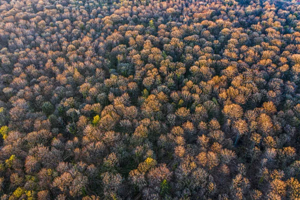 Vista Superior Floresta Árvores Caducas Início Primavera — Fotografia de Stock