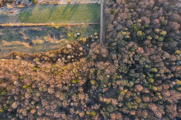 Vista Superior Floresta Folha Larga Início Primavera — Fotografia de Stock
