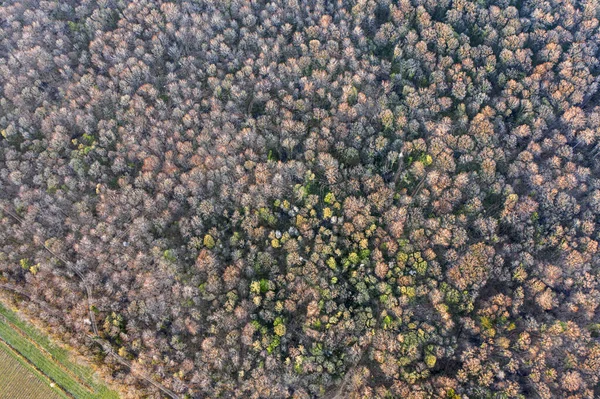 Вид Сверху Широколиственный Лес Начале Весны — стоковое фото