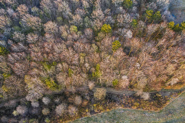 Vista Aérea Uma Trilha Que Passa Por Uma Floresta Decídua — Fotografia de Stock