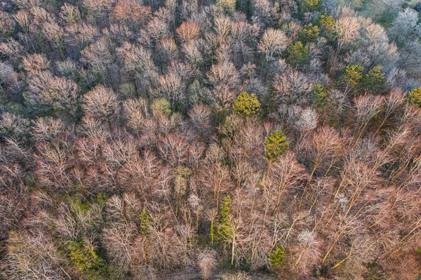 Vista Superior Floresta Árvores Caducas Início Primavera — Fotografia de Stock