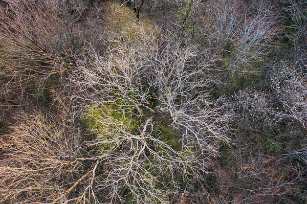 Top View Deciduous Tree Forest Beginning Spring — Stock Photo, Image