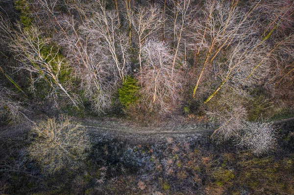 Letecký Pohled Stezku Procházející Listnatým Lesem Začátku Jara — Stock fotografie