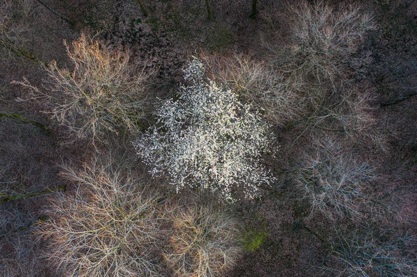 Vista Superior Floresta Árvores Caducas Início Primavera — Fotografia de Stock