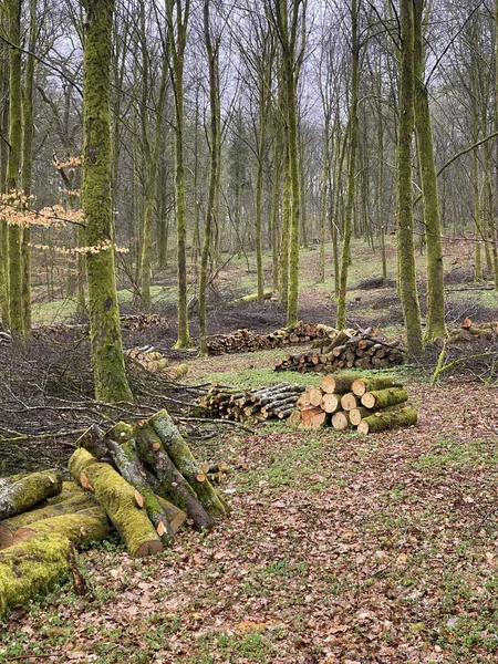 Forest Management Forestry Work Broadleaf Forest Stack Cut Tree Logs — Stock Photo, Image