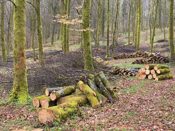 forest management, Forestry work, in a broadleaf forest, Stack of cut tree logs in a Virton forest, Luxembourg, Belgium