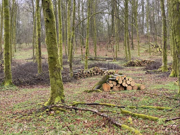 森林管理 林业工作 在阔叶林中 位于比利时卢森堡维尔顿森林的一堆堆砍伐的原木 — 图库照片