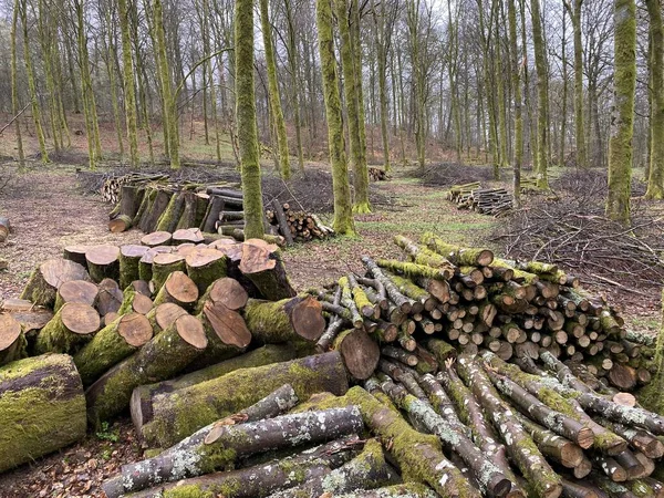 Forest Management Forestry Work Broadleaf Forest Stack Cut Tree Logs — Fotografia de Stock