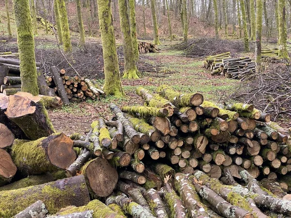 forest management, Forestry work, in a broadleaf forest, Stack of cut tree logs in a Virton forest, Luxembourg, Belgium