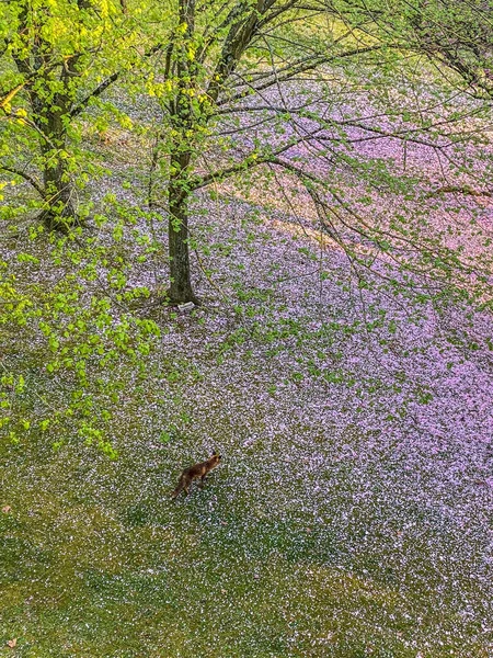 Rotfuchs Frühling Einem Schönen Garten Der Stadt Brüssel — Stockfoto