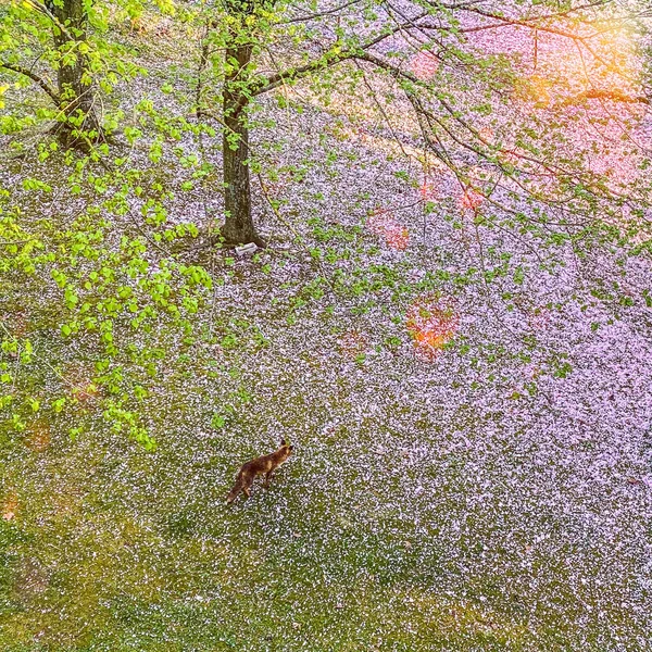 봄철에 도시의 아름다운 정원에서 — 스톡 사진
