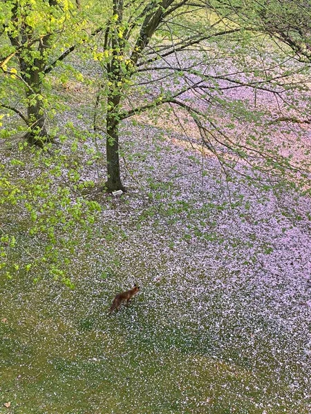 Rotfuchs Frühling Einem Schönen Garten Der Stadt Brüssel — Stockfoto