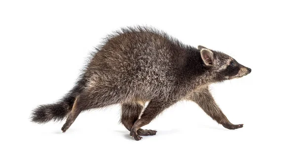 Zijaanzicht Van Een Jonge Wasbeer Die Wegloopt Geïsoleerd Wit — Stockfoto