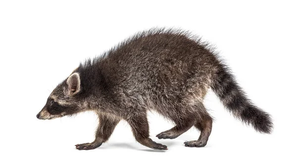 Vue Latérale Jeune Raton Laveur Éloignant Isolé Sur Blanc — Photo