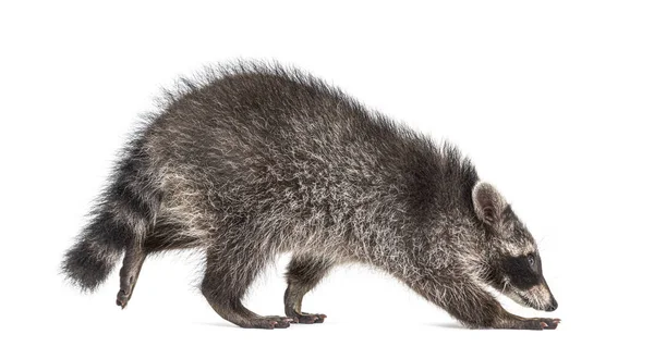 Seitenansicht Eines Jungen Wandelnden Waschbärs Isoliert Auf Weiß — Stockfoto