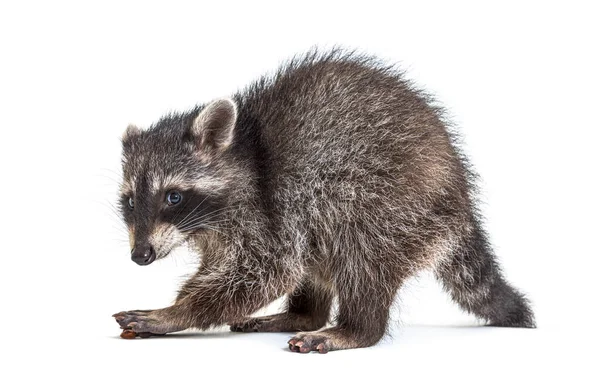 Raccoon Standing Front Isolated White — Stock Photo, Image