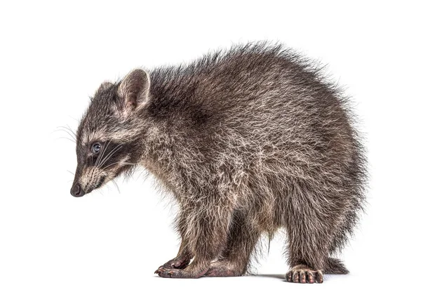 Vue Latérale Jeune Raton Laveur Debout Isolé — Photo