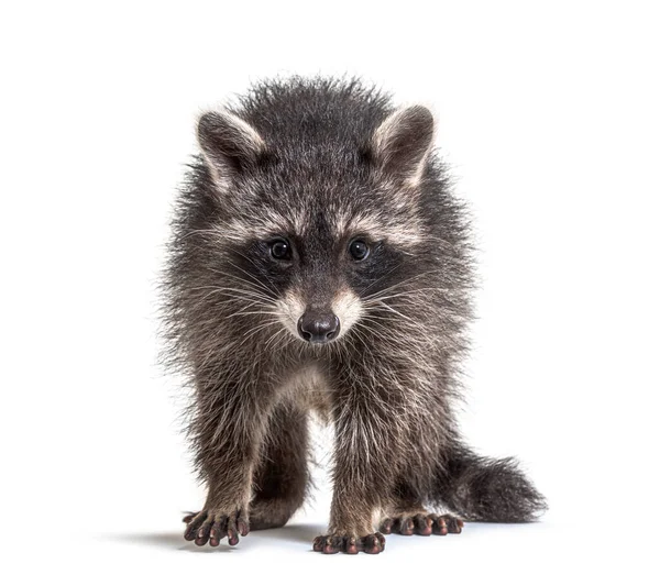 Three Months Old Young Raccoon Standing Front Isolated — Stock Photo, Image