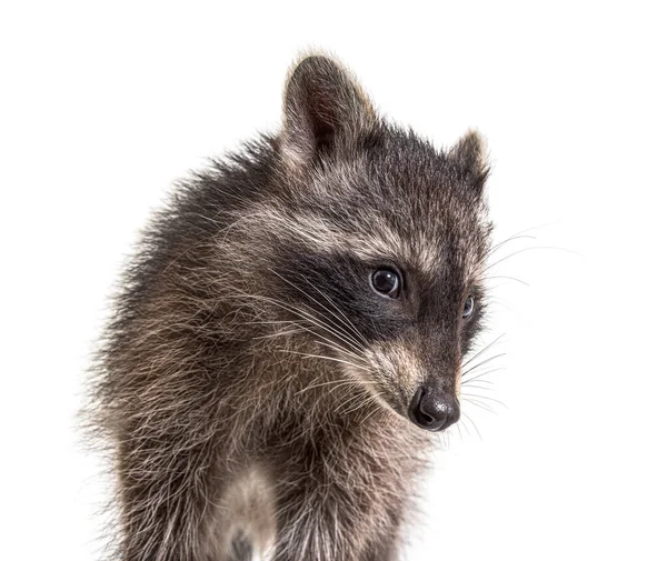 Mignon Jeune Raton Laveur Portrait Gros Plan Isolé — Photo