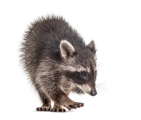 Wasbeer Staat Vooraan Geïsoleerd Wit — Stockfoto