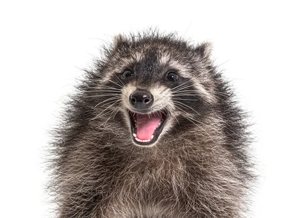 Portrait Young Raccoon Mouth Open Weird Expression — Stock Photo, Image