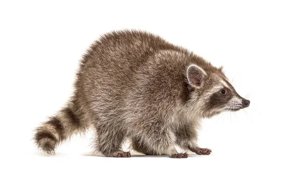 Mapache Parado Delante Aislado Blanco — Foto de Stock