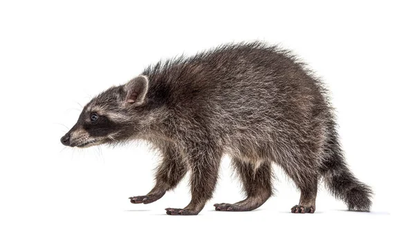 Side View Standing Young Raccoon Isolated — Stock Photo, Image