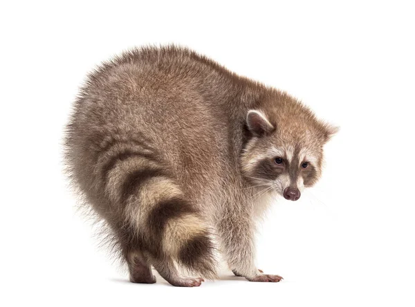 Back View Red Raccoon Turning Its Self Looking Away — Stock Photo, Image