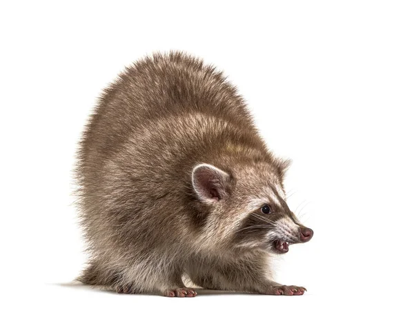 Raccoon Standing Front Isolated White — Stock Photo, Image