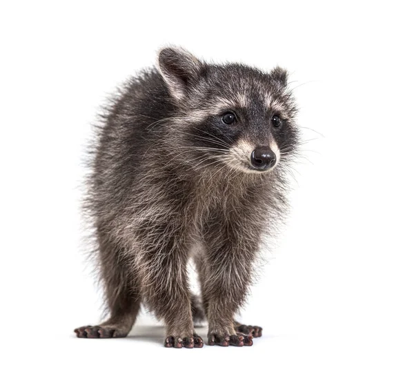 Trois Mois Jeune Raton Laveur Debout Devant Isolé — Photo