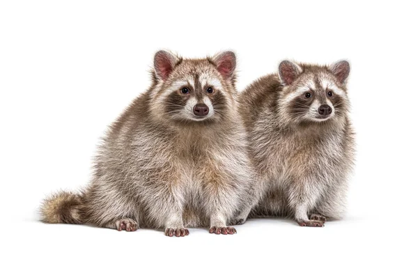 Dos Mapaches Rojos Sentados Juntos Aislados Blanco — Foto de Stock