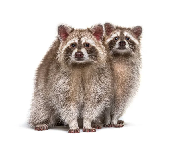 Dos Mapaches Rojos Sentados Juntos Aislados Blanco — Foto de Stock