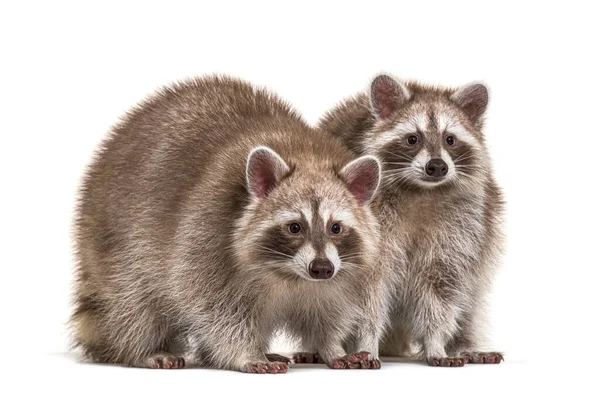 Deux Ratons Laveurs Rouges Assis Ensemble Isolés Sur Blanc — Photo