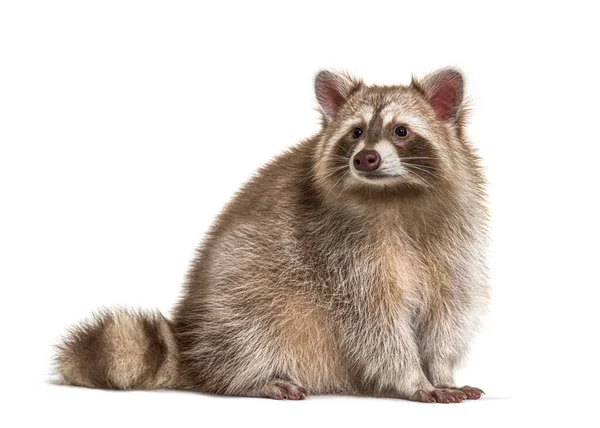 Raccoon Standing Front Isolated White — Stock Photo, Image