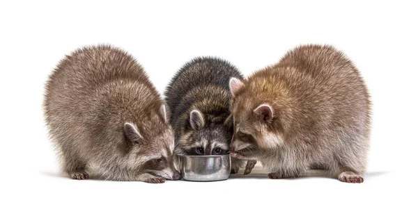 Three Raccoons Eating Dog Bowl — Stock Photo, Image