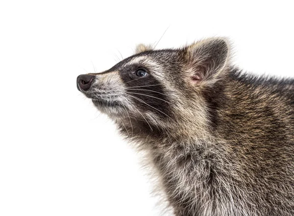 Side View Close Three Months Old Young Raccoon Front Isolated — Stok Foto