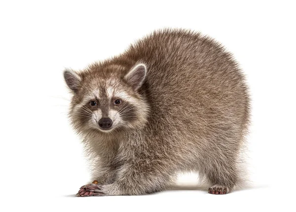 Wasbeer Staat Vooraan Geïsoleerd Wit — Stockfoto