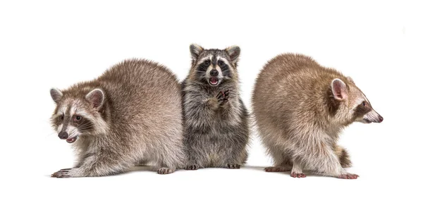 Tres Mapaches Enfrentados Crudo Aislado —  Fotos de Stock