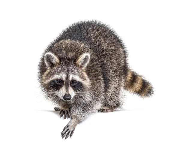 Young Curious Raccoon Looking Leaning White Space Isolated — Stock Photo, Image