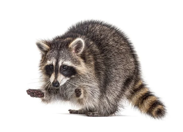 Raccoon Hing Legs — Stock Photo, Image